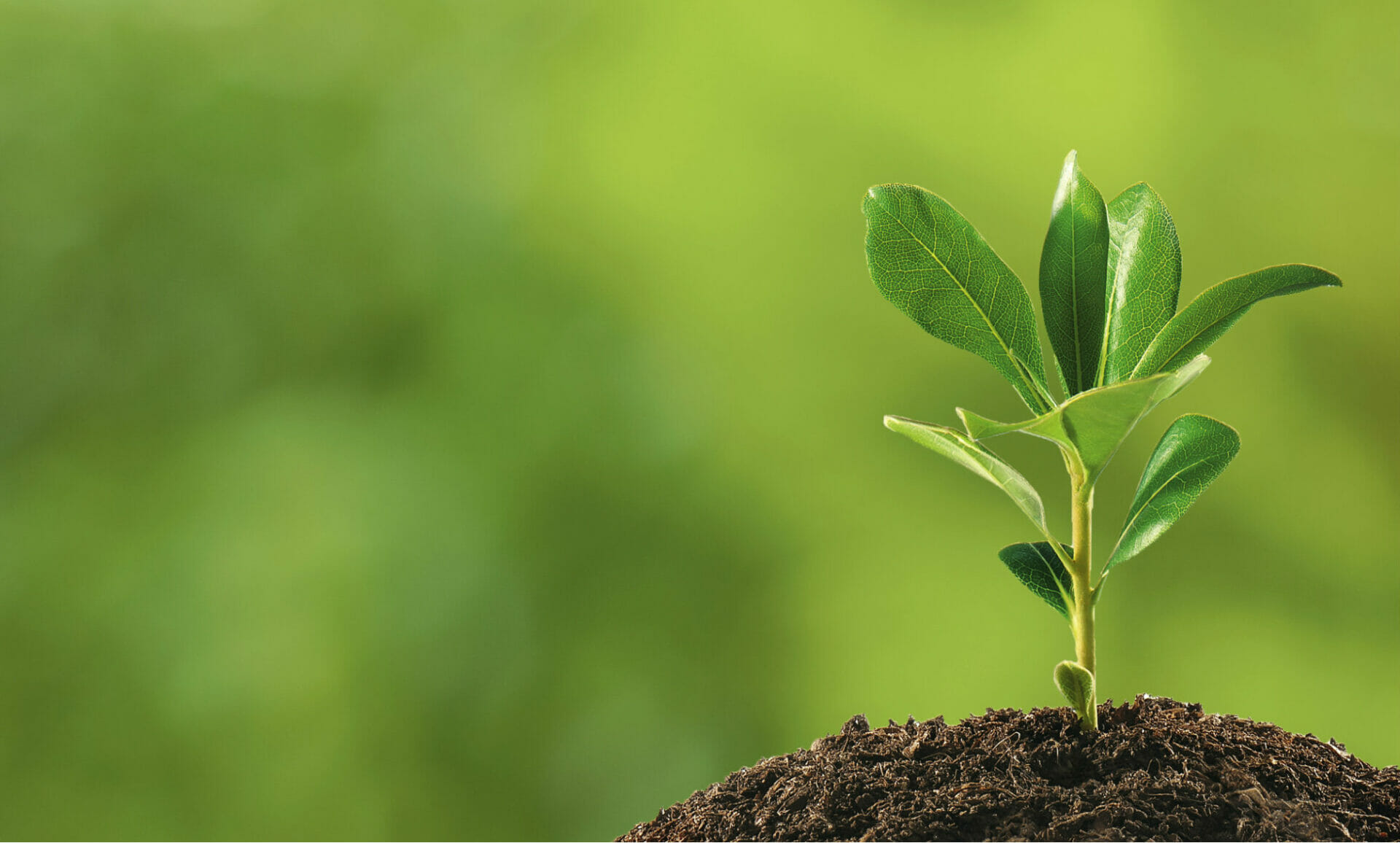 Plant Your Roots and Watch Them Grow: Creating Brand Evangelists